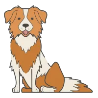 border-collie (1)