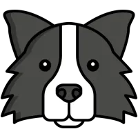 border-collie