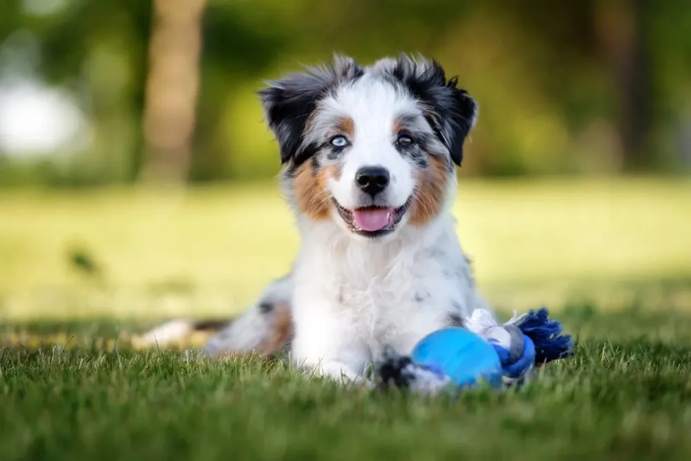 levage des chiens