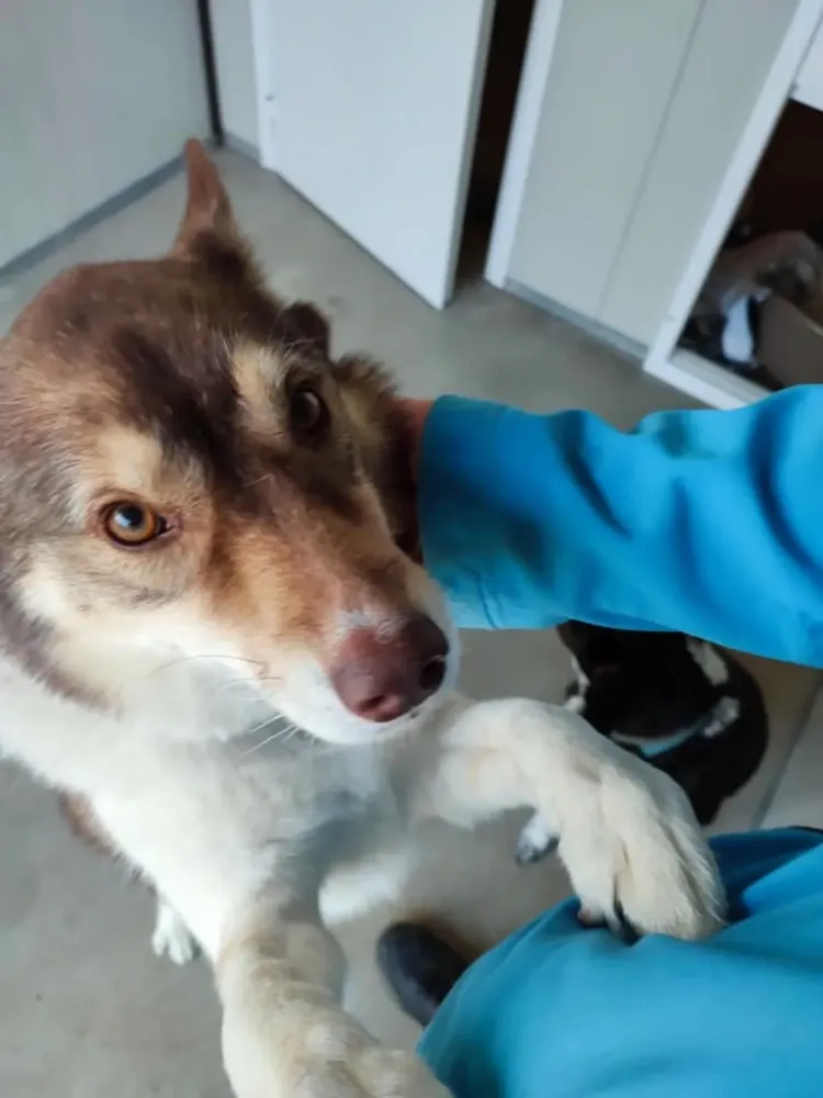 Husky