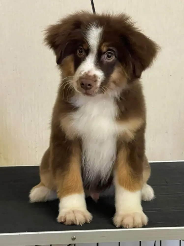 bébé chien