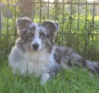 border-colli gris