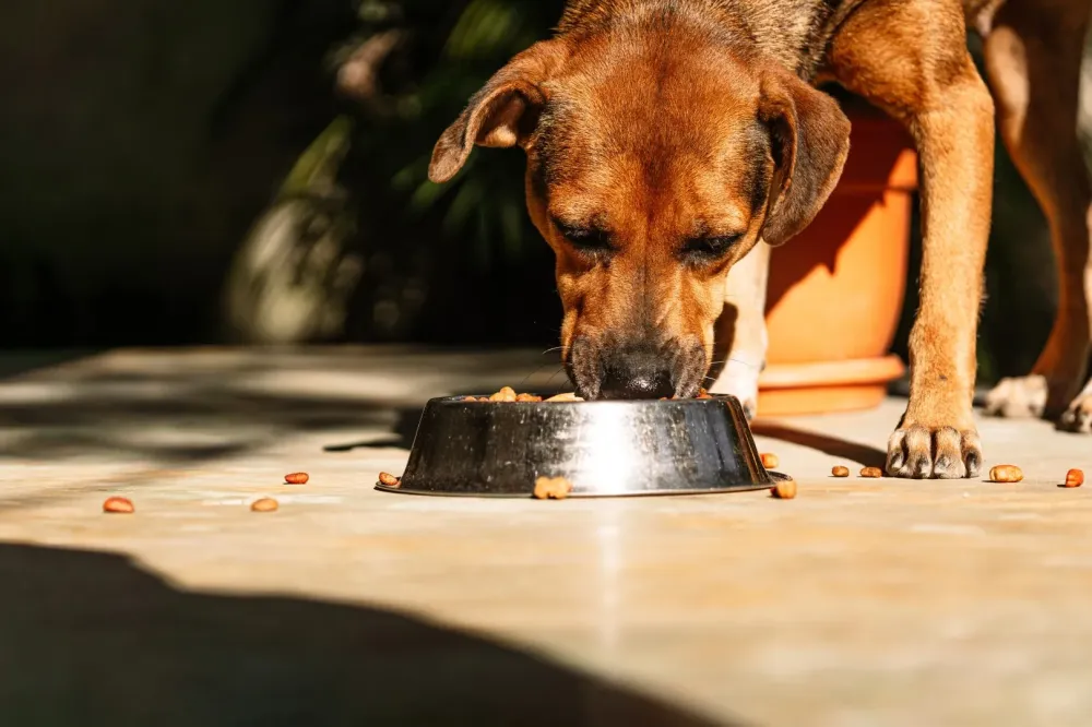 Alimentation canine à Belleville